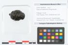 Foto (Objekt + Etikett) von Sequoia bowerbankii Ettingshausen (NHMW-GEO-2024-0188-8934)
